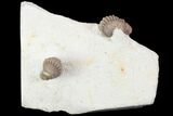 Two Nice Paciphacops Trilobites - Oklahoma #104101-8